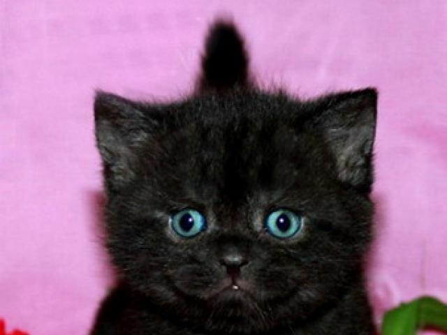 Продаю: Британские чистокровные черные котята фото2