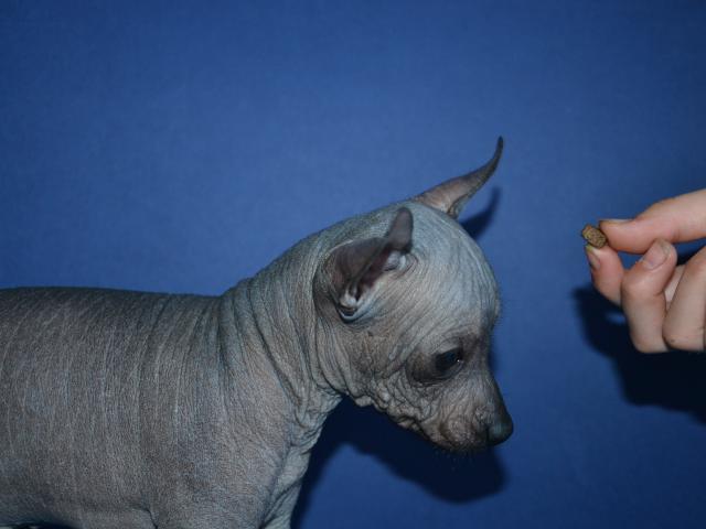 Продаю: Щенки мексиканской голой собаки (миниатюра) фото2