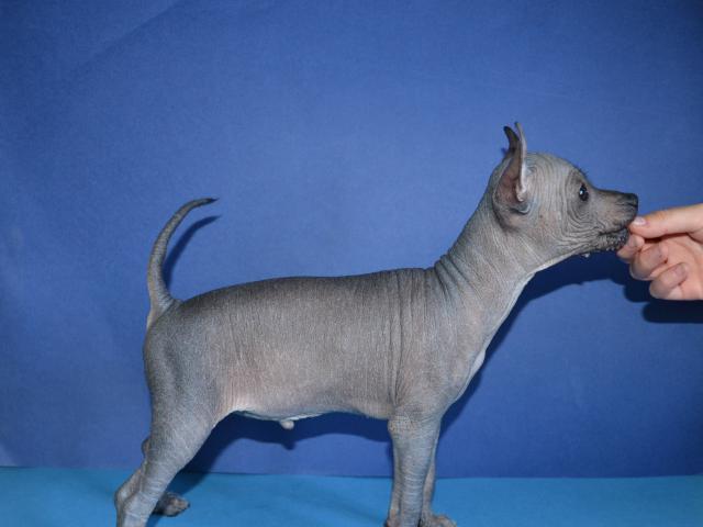 Продаю: Щенки мексиканской голой собаки (миниатюра) фото3