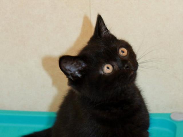 Продаю: Британские черные котята из питомника фото2
