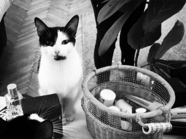 Отдам в дар: Кошка-подросток Ляпа ищет дом фото2