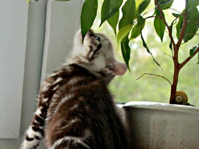 Продаю: Британские котята шоколадный мрамор на серебре фото2