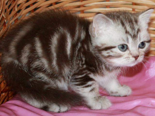 Продаю: Британские котята шоколадный мрамор на серебре фото2