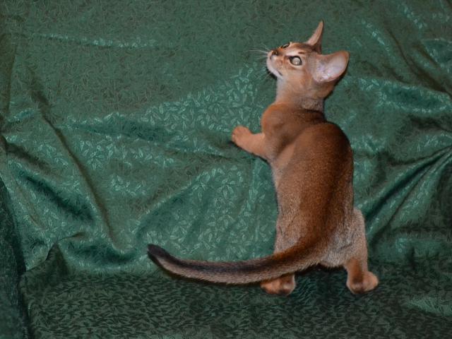 Продаю: Абиссинские котята дикого окраса WCF фото2