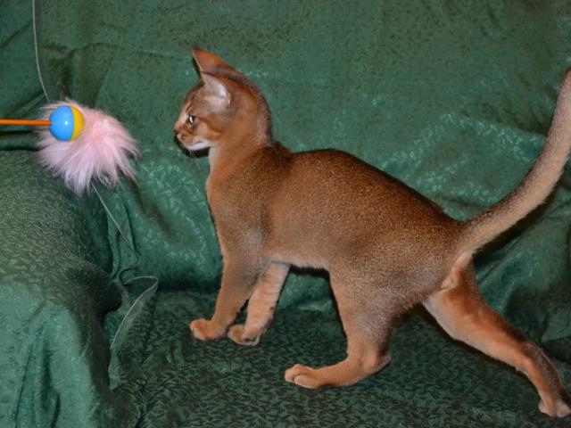 Продаю: Абиссинские котята дикого окраса WCF фото3