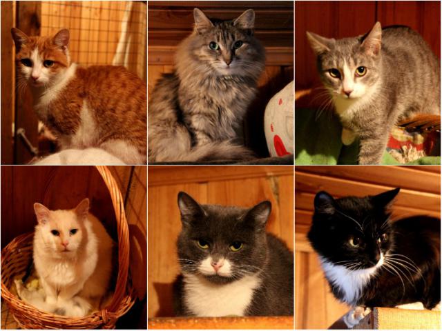 Отдам в дар: Кошки из приюта ищут дом