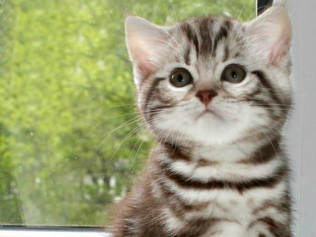 Продаю: Британские котята шоколадный мрамор на серебре