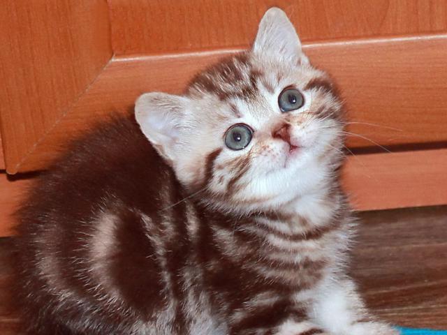 Продаю: Британские котята шоколадный мрамор на серебре фото3