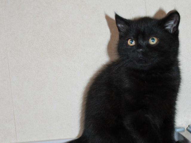 Продаю: Британский черный котик с янтарными глазками 