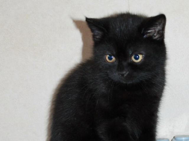 Продаю: Британский черный котик с янтарными глазками  фото2