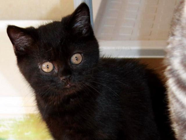 Продаю: Британский черный котик с янтарными глазками  фото3