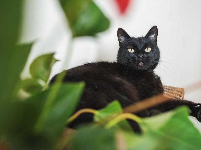 Отдам в дар: Чёрная кошка в добрые руки