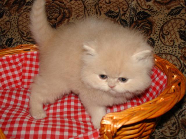 Продаю: Персидские кремовые котята фото2