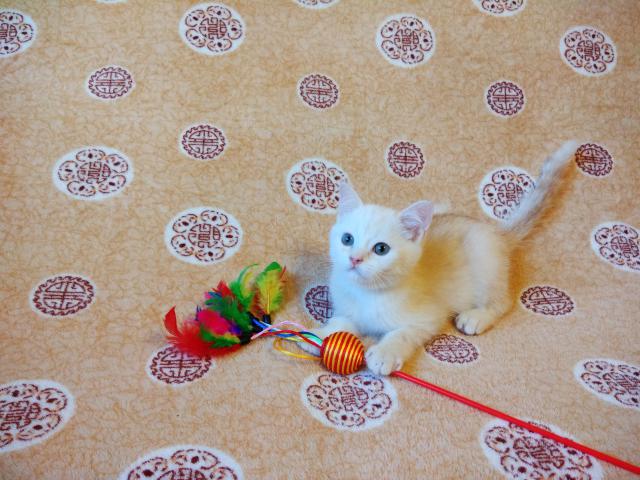 Продаю: Шотландский клубный котенок страйт (мальчик) фото2