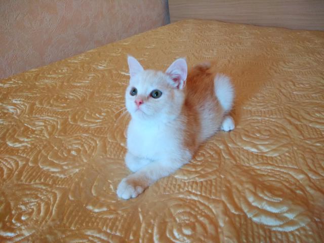 Продаю: Шотландский клубный котенок страйт (мальчик) фото3
