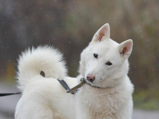 Отдам в дар: Красивый белый пес Вайт ищет дом