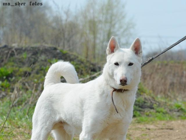 Отдам в дар: Красивый белый пес Вайт ищет дом фото2