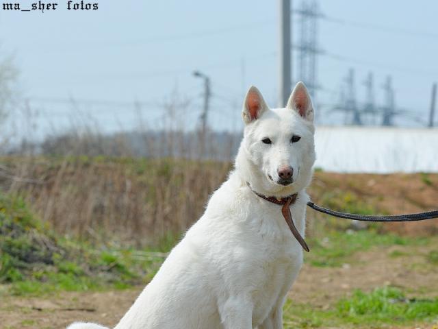 Отдам в дар: Красивый белый пес Вайт ищет дом фото3