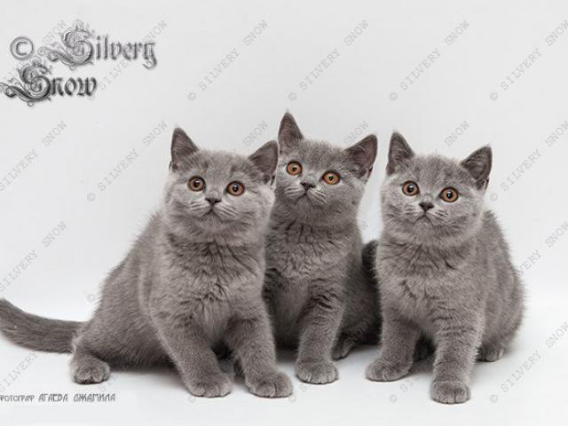 Продаю: Только голубые британские котята П-к Silvery Snow