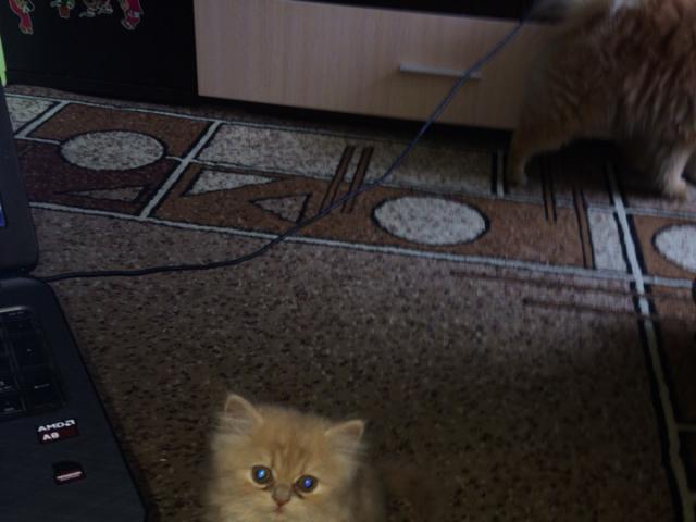 Продаю: Персидские котята  фото3