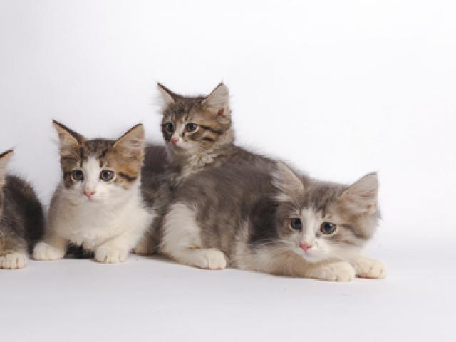 Отдам в дар: Трое плюшевых котят в дар фото2