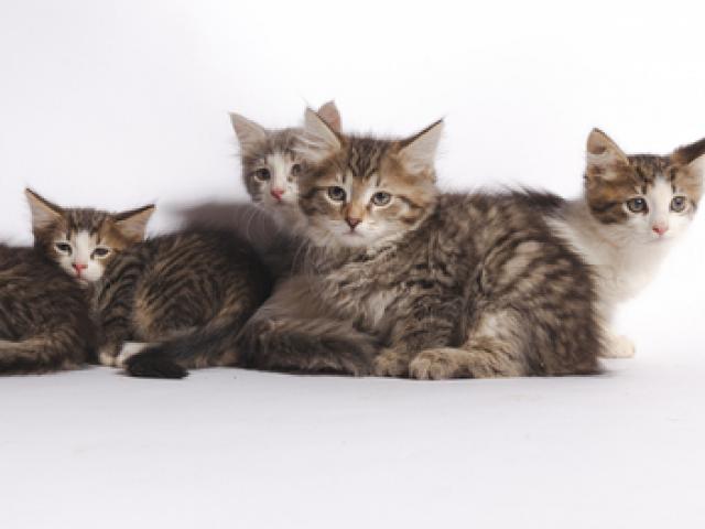 Отдам в дар: Трое плюшевых котят в дар фото3