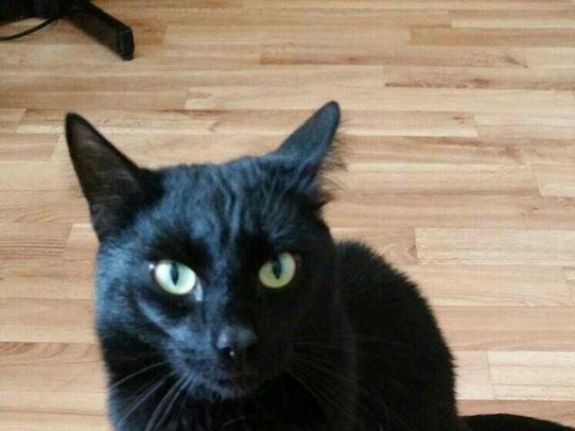 Отдам в дар: Черный кот в добрые руки