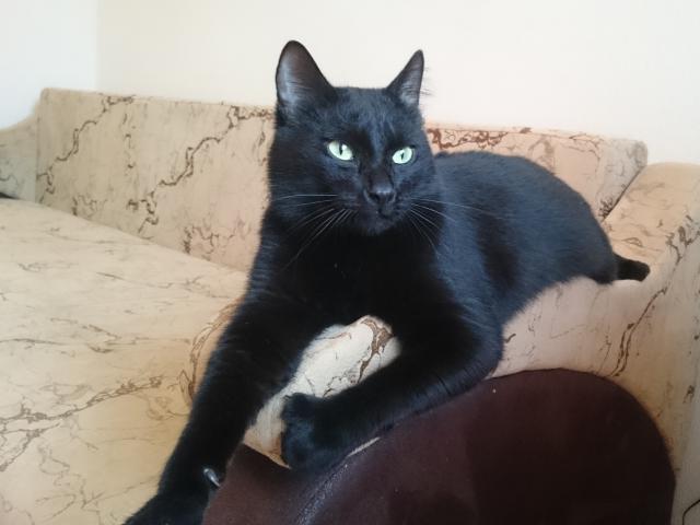 Отдам в дар: Черный кот в добрые руки фото2