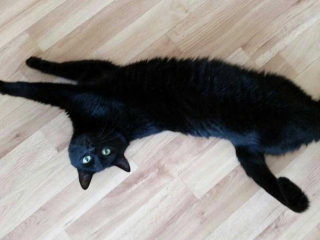 Отдам в дар: Черный кот в добрые руки фото3