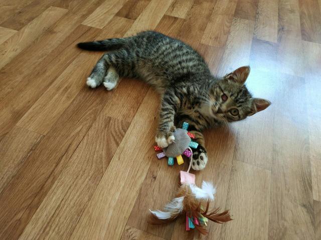 Отдам в дар: Игривый и ласковый котенок Хвостик ищет дом фото3