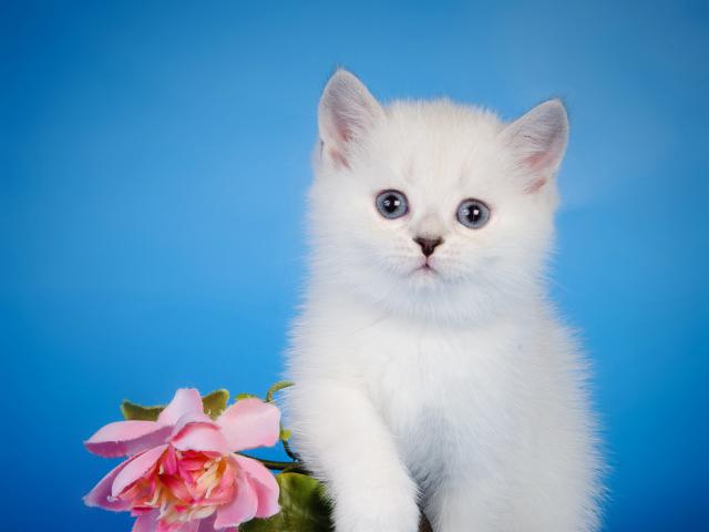 Продаю: Британские котята Красота Достойный подарок
