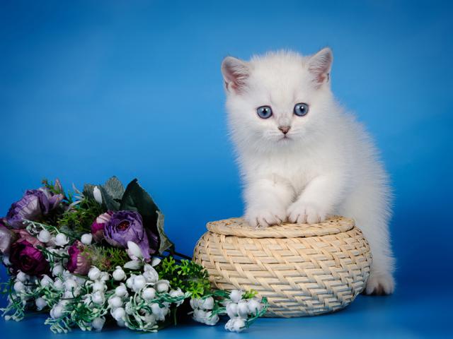Продаю: Британские котята Красота Достойный подарок фото2