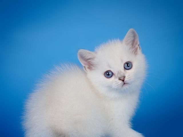 Продаю: Британские котята Красота Достойный подарок фото3