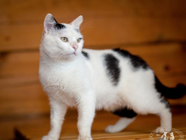 Отдам в дар: котик Анжело ищет дом и семью фото3