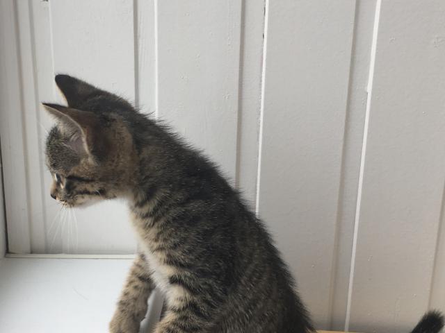 Отдам в дар: Котёнок Матроскин ищет семью фото3