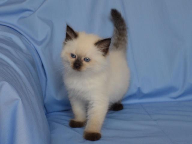Продаю: Сибирские Невские маскарадные котята фото2