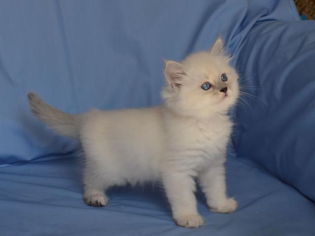 Продаю: Сибирские Невские маскарадные котята фото2