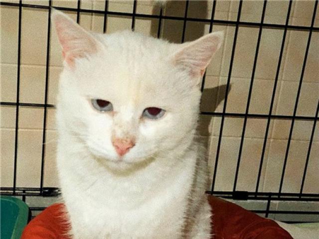 Отдам в дар: Белоснежный голубоглазый котик ищет дом