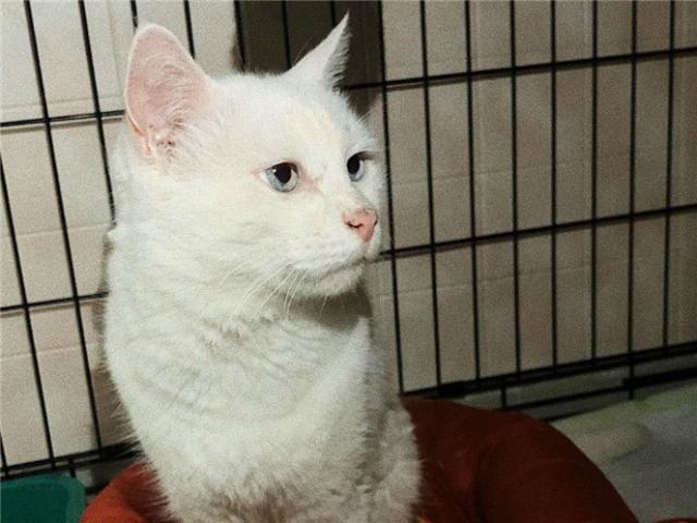 Отдам в дар: Белоснежный голубоглазый котик ищет дом фото2
