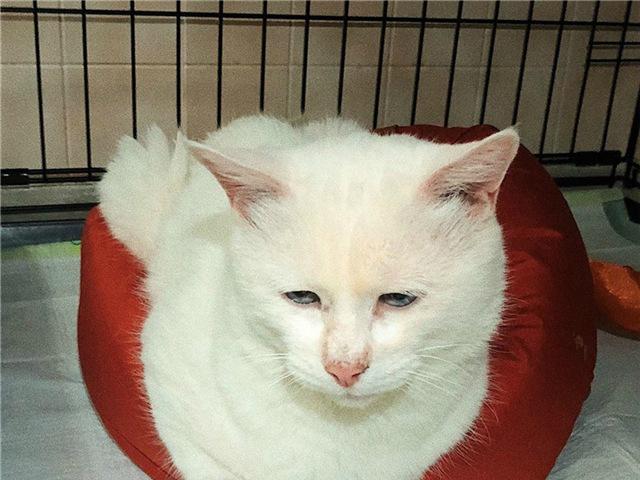 Отдам в дар: Белоснежный голубоглазый котик ищет дом фото3