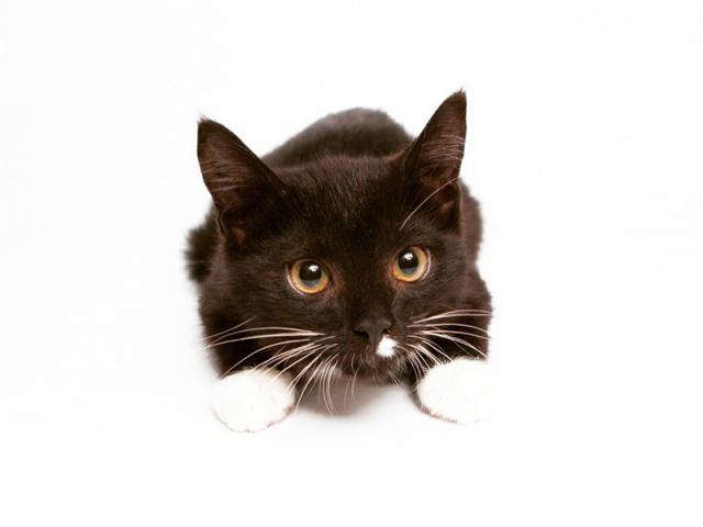 Отдам в дар: Ищет дом котенок Бакстер