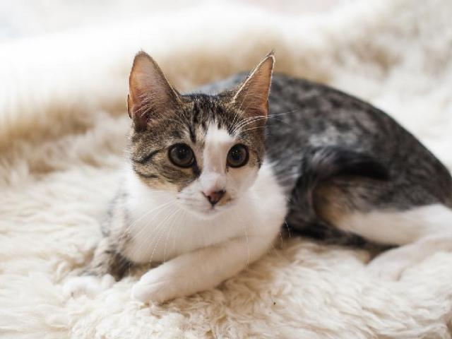 Отдам в дар: Очаровательная молодая кошка Мышка в добрые руки