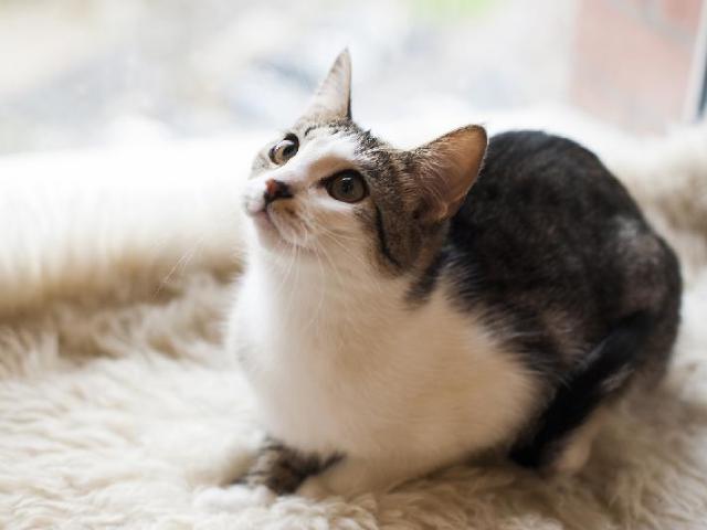 Отдам в дар: Очаровательная молодая кошка Мышка в добрые руки фото3