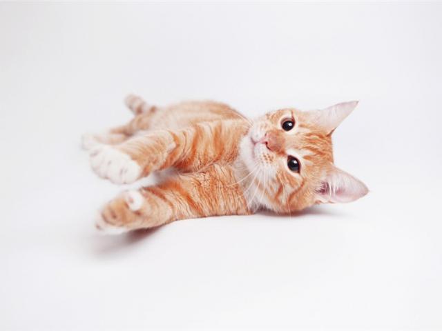 Отдам в дар: Рыжий котенок Гипноз ищет дом фото2