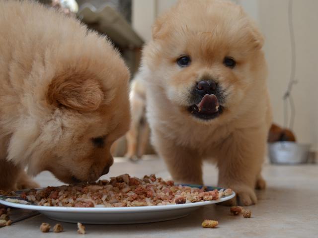 Продаю: Stunning Kc Registered Chow Chows