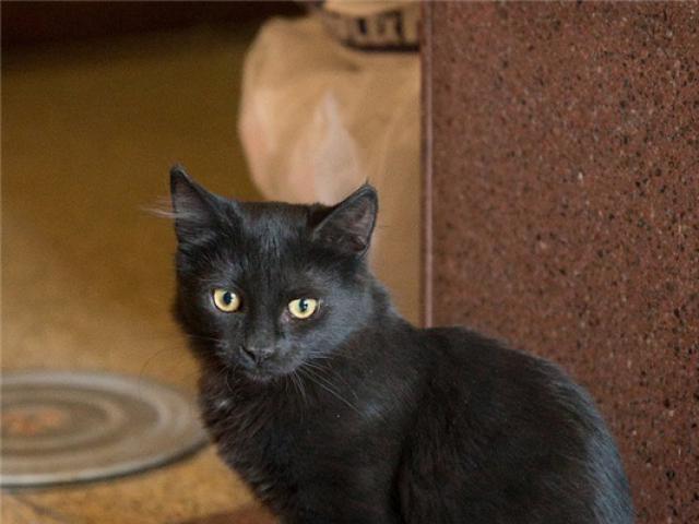 Отдам в дар: Роскошный котик Кузя ищет дом фото3