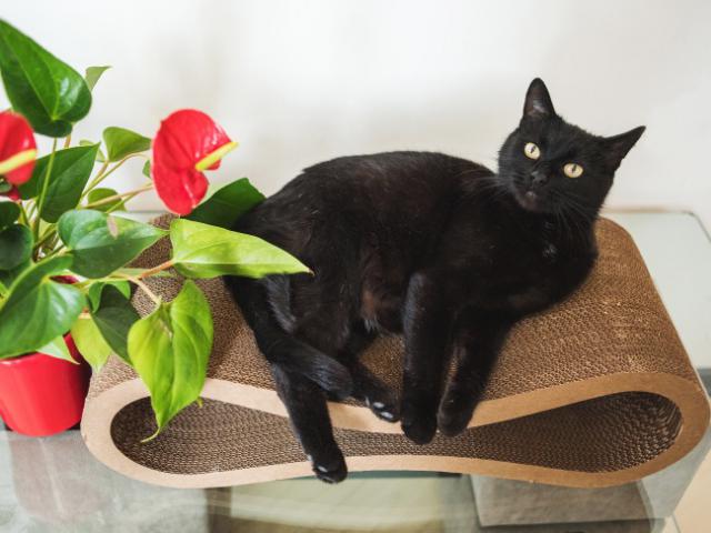 Отдам в дар: Чёрная кошка в добрые руки фото2