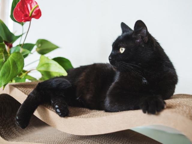 Отдам в дар: Чёрная кошка в добрые руки фото3
