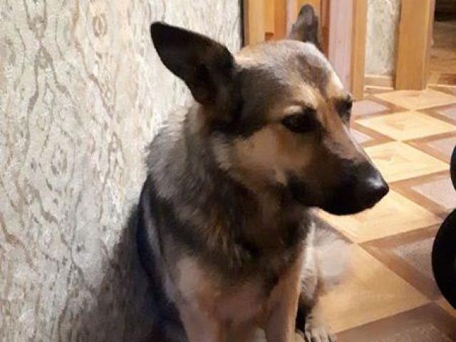 Потерялся/Нашелся: Найдена собака в городе Люберцы