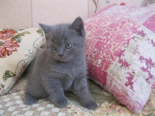 Продаю: Котенка голубого окраса шотландской породы продам